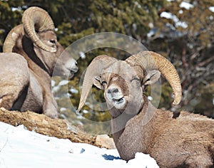 Bighorn Sheep