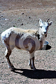 Bighorn Sheep