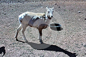 Bighorn Sheep