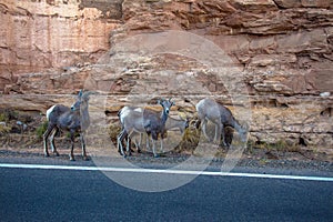 Four Bighorn Sheep graze beside a rocky cliff in Colorado National Monument