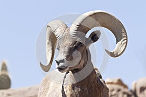 Bighorn Sheep in Arizona