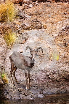 Bighorn Sheep on Arizona Canyon Lake