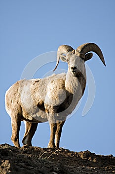 Bighorn sheep atop cliff