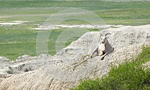 Bighorn sheep in the Badlands Nat. Park, South Dakota, United States