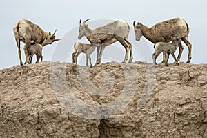 Bighorn sheep in Badlands National Park