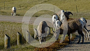 Bighorn Sheep Badlands National Park