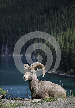 Bighorn Sheep in Banff national park