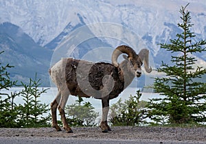 Bighorn Sheep in Banff National Park