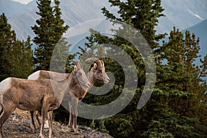 Bighorn Sheep in Banff National Park - Canada