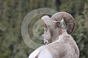 Bighorn Sheep Banff  National Park Kanada