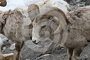 Bighorn Sheep Banff  National Park Kanada