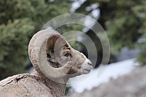 Bighorn Sheep Banff  National Park Kanada