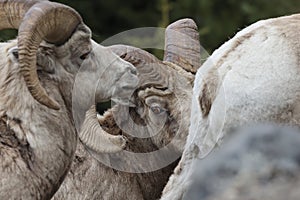 Bighorn Sheep Banff  National Park Kanada