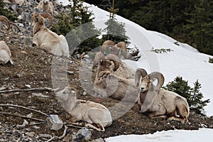 Bighorn Sheep Banff  National Park Kanada