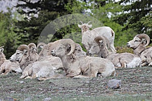 Bighorn Sheep Banff  National Park Kanada