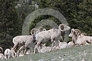 Bighorn Sheep Banff  National Park Kanada