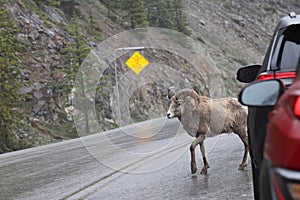 Bighorn Sheep Banff  National Park Kanada