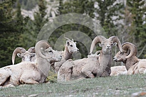 Bighorn Sheep Banff  National Park Kanada