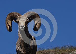 Bighorn Sheep with Blue Sky