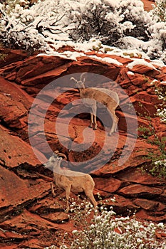 Bighorn Sheep on Cliff