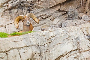 Bighorn sheep close up jasper national park