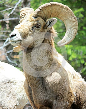 Bighorn sheep photo