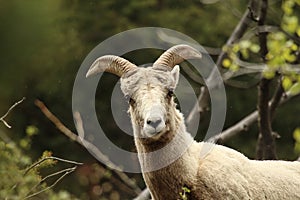 Bighorn Sheep in Colorado