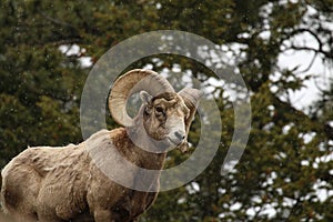 Bighorn Sheep in Colorado