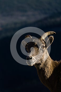 Bighorn Sheep in Colorado
