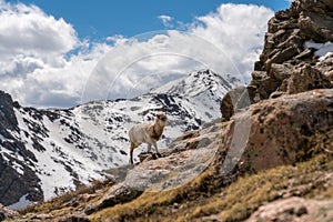 Bighorn Sheep in Colorado