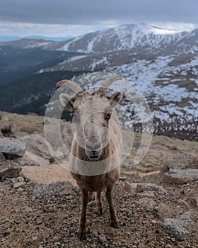 Bighorn Sheep in Colorado