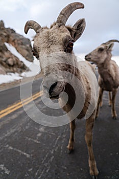 Bighorn Sheep in Colorado