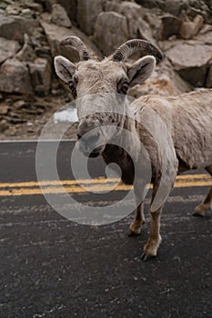 Bighorn Sheep in Colorado