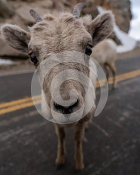 Bighorn Sheep in Colorado