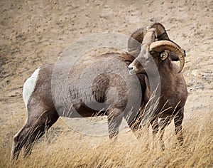 Bighorn Sheep in Colorado