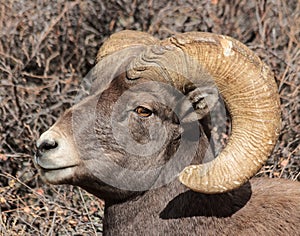 Bighorn Sheep in Colorado