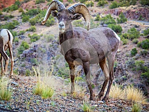 Bighorn Sheep in Colorado National Monument