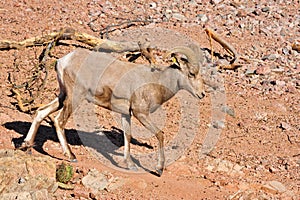 Bighorn sheep in desert