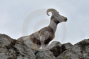 Bighorn Sheep At the Edge of a Cliff