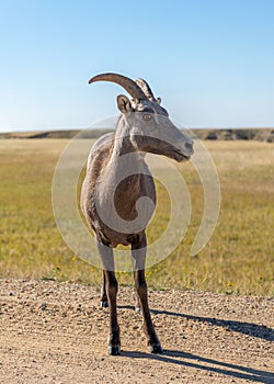 Bighorn Sheep at the entrance to Sage Creek Rim Road