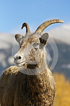 Bighorn Sheep Ewe in Mountails