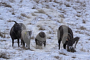 Bighorn sheep family