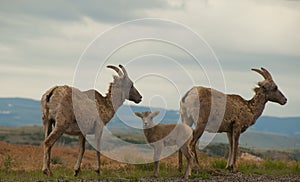 Bighorn sheep family