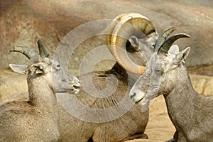 Bighorn sheep family in close-up