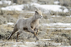 Bighorn Sheep female, running