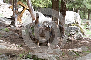 Bighorn sheep in forest photo