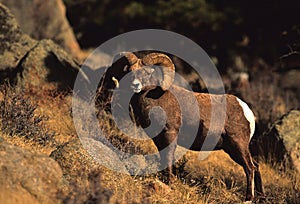 Bighorn Sheep Full Curl Ram