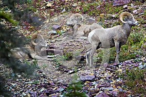 Bighorn Sheep in Glacier National Park