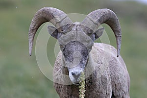 Bighorn Sheep Glacier National Park Montana USA