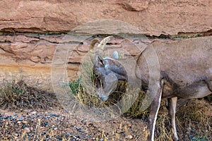 Bighorn Sheep grazes beside a rocky cliff in Colorado National Monument